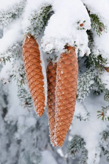 Fir cone with hoarfrost