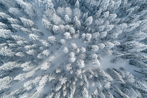 Winterwald