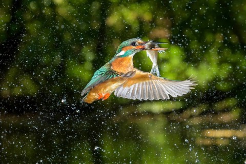 Busted Common kingfisher