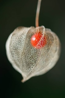 Bladder cherry
