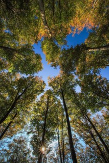 Beech forest in autumn
