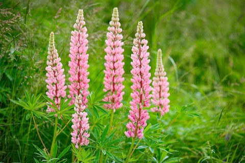 Multileaved lupin