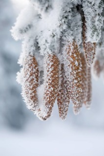 Fir cone with hoarfrost