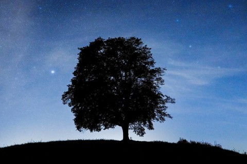 Lime tree under starry sky