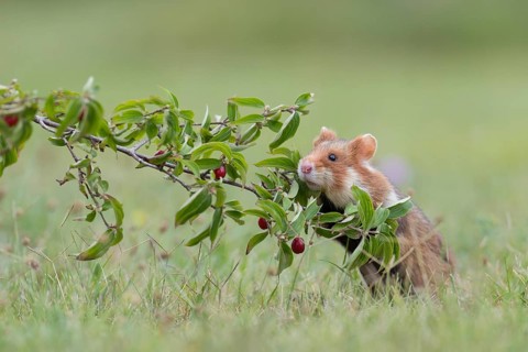 European hamster