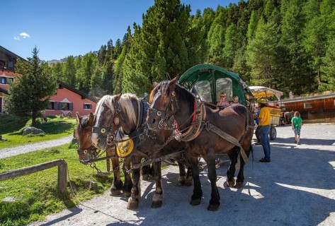 Horse-drawn carriage in the Roseg Valley