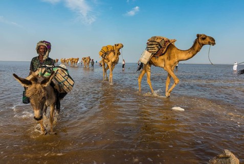 Camels loaded with rock salt plates walk through a salt lake