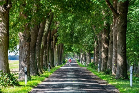 Oak Avenue near Bugewitz
