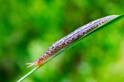 Great grey slug
