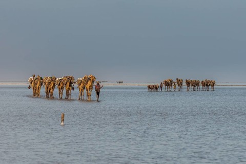 Camels loaded with rock salt plates walk through a salt lake