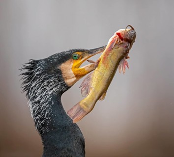 Great cormorant