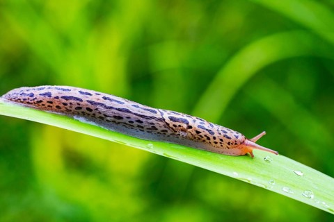 Great grey slug