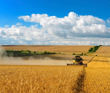 Combine harvests barley