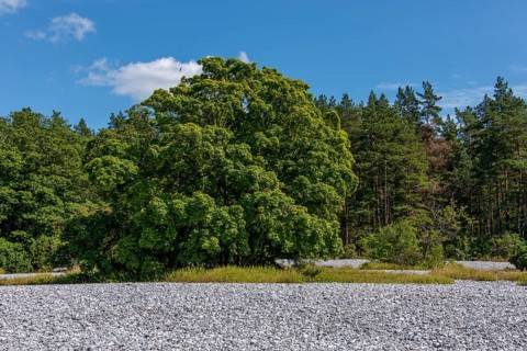 Flintstone fields on the island of Ruegen between Mukran and Prora