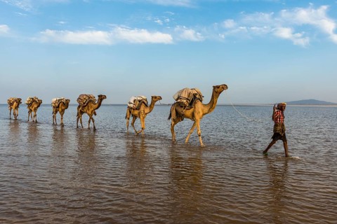 Camels loaded with rock salt plates walk through a salt lake