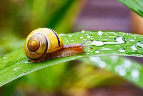 Cepaea