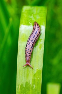 Great grey slug