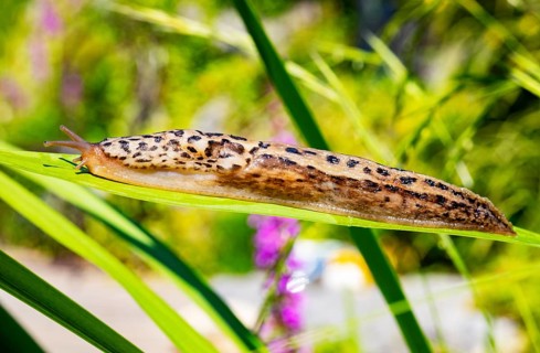 Great grey slug