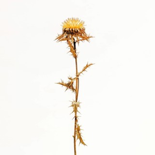 Golden Thistle