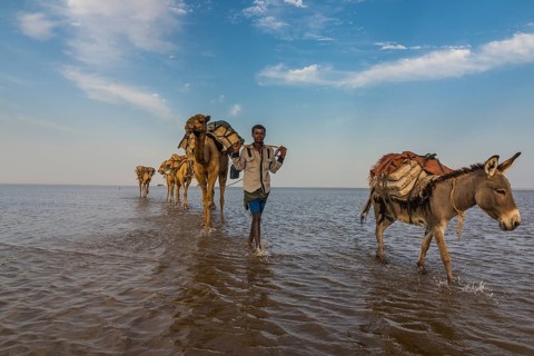 Camels and donkeys loaded with rock salt plates walk through a salt lake