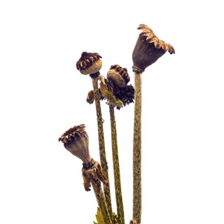 Poppy