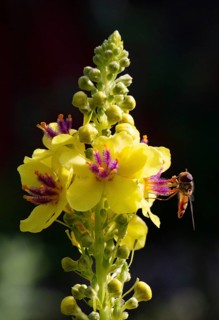 Wild bee