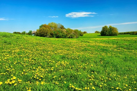 Cultural landscape in spring