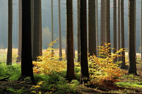 Light-flooded spruce forest in autumn