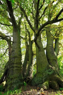 Old seven trunk oak