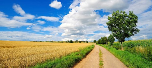 Country lane through cultural landscape in summer
