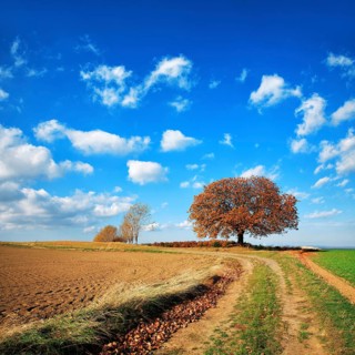 Field path through cultivated landscape in autumn