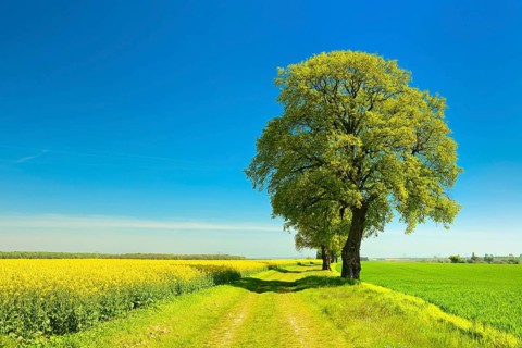 Cultural landscape in spring