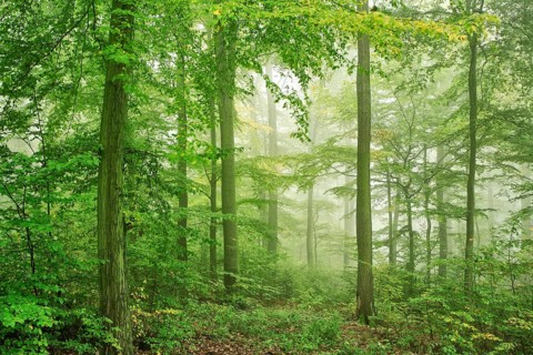 Beech forest with fog in early autumn