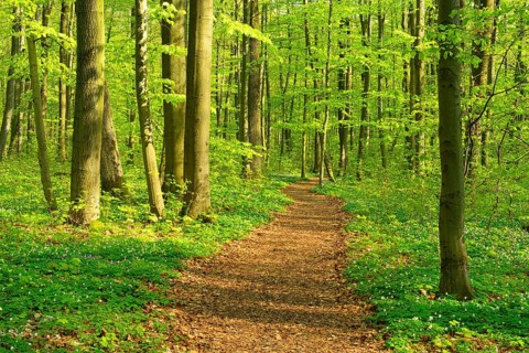 Hiking trail winds through semi-natural beech forest in spring