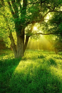 Morning atmosphere in the forest