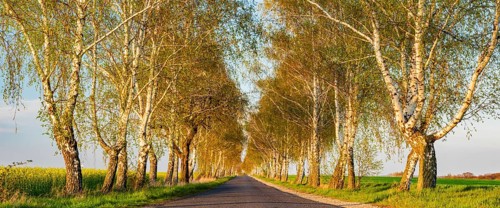 Narrow country road through birch avenue in spring