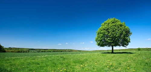 Solitary lime tree on a green meadow
