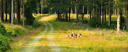 Hiking trail winds through open spruce forest in the light of the evening sun
