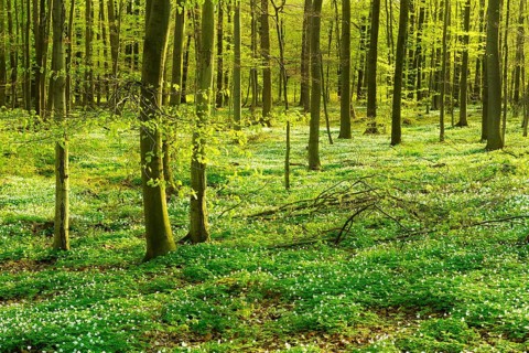 Sunny beech forest in early spring