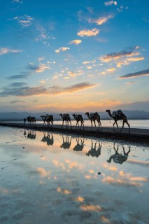 Camels loaded with rock salt slabs walk at sunset through a salt lake