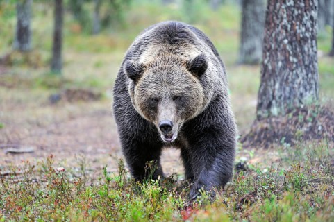 Brown bear