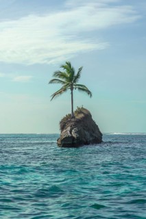 Single palm tree on rocks in water