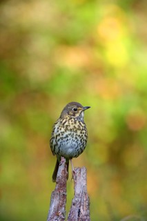 Song thrush