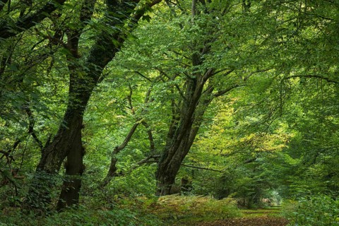 Autumn in the jungle Baumweg