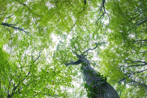 Tree crown