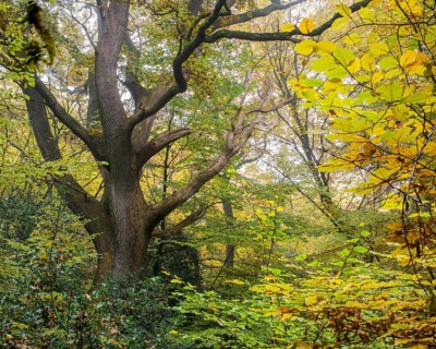 Autumn in the jungle Baumweg