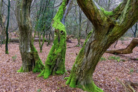Old mossy tree trunks