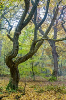 Autumn in the jungle Baumweg