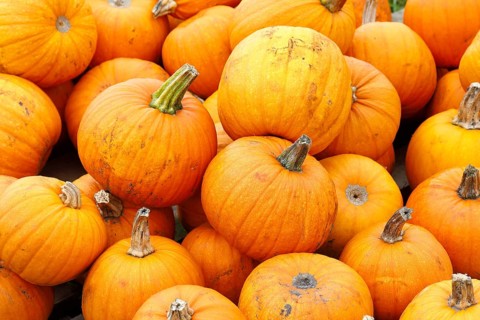 Pumpkins Halloween