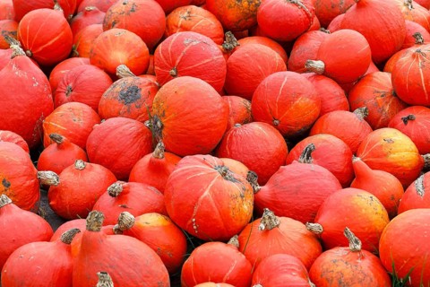 Squash Hokkaido